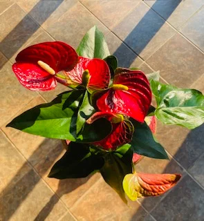 Anthurium plant